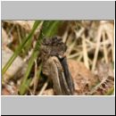 Craniophora ligustri - Ligustereule cf frisch geschluepft 01a.jpg